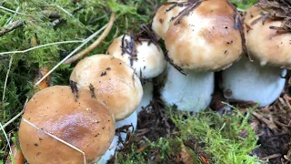 โอ้โหตั้งเป็บแถวเรียงรอมาดามมาเก็บเลยจ้า🤩# picking porcini mushrooms #17/9/20.