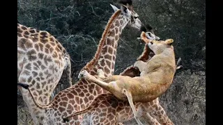 Wild Animals Fighting Lion vs Giraffe Video African Animals