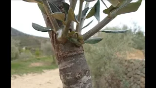 injerto de olivo, facil y bien explicado. Como injertar olivo. El yeti