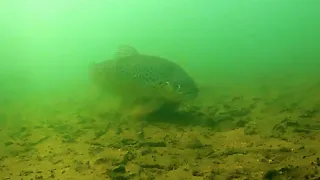 Eye-Opening Underwater Footage of Trout Fishing with Lures