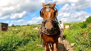 EARL is back to work?!?!?! // Training Draft Horses to Drive #520