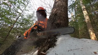The Maine logger: Cutting trees with chainsaw and Skidder