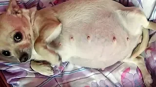 Vet Sees Chihuahuas Belly Growing Larger. When They Look Inside, They Are Baffled By What They See.