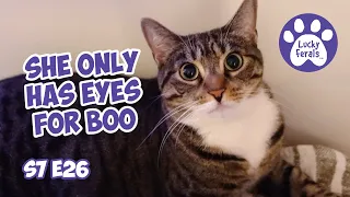 A New Resident, She Only Has Eyes For Boo - S7 E26 - Lucky Ferals Cat Vlog - Life With 11 Cats