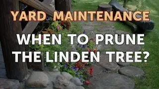 When to Prune the Linden Tree?