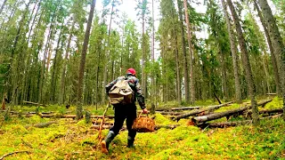 БЕЗ КОРВАЛОЛА НЕ СМОТРЕТЬ! ГРИБНИК БЫЛ В ШОКЕ КОГДА УВИДЕЛ ЭТО! ВЫРУБЛЕННЫЙ ГРИБНОЙ ЛЕС! ГРИБЫ 2021