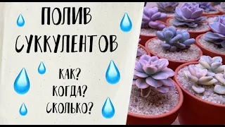 Полив суккулентов: как, когда и сколько.