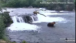 Bears fishing at Katmai National Park in Alaska