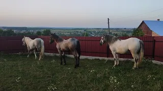 🔝І ЗНОВУ ЧЕРНІВЕЧЧЕНА РАДУЄ🔥/ ГАРНІ КОНІ У ВАНІ💪🏻  УПРІЖ НА ПРОДАЖУ 🚀/КоніВаговозиУкраїна 🇺🇦