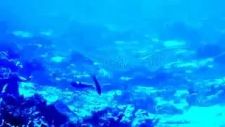 Spotted Eagle Ray in Cozumel