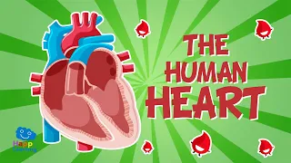 The Human Body: The Heart | Educational Videos For Kids