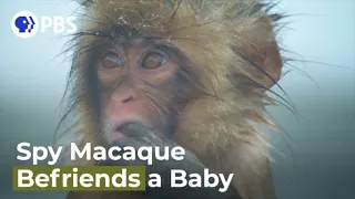 Spy Macaque Befriends a Curious Baby