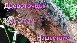 Древоточцы Жук- Усач. Нашествие