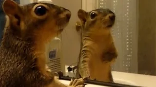 Animals react to their reflections - Funny animals vs mirrors compilation