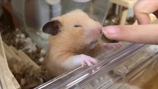 おやつがおいしくて目を細めるハムスター☺️💕 #キンクマハムスター #ハムスター #hamster #cutehamser