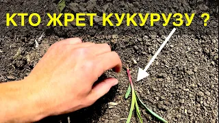 КТО СЖИРАЕТ КУКУРУЗУ на полях. Защита и подкормка