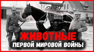 Животные во время Первой мировой войны🐴 (Animals during the First World War).