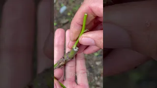 Grafting roses with branches at home