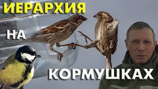 Какие птицы доминируют на кормушках? / Репортаж орнитолога