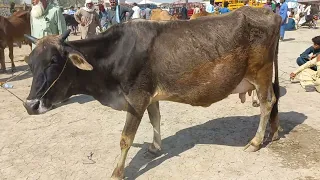 Fantastic cow meeting first time video