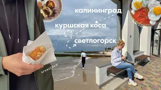 влог | балтийское море, тур по барам, книжные покупки и кофе