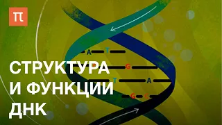 Структура и функции ДНК — курс Максима Франк-Каменецкого на ПостНауке