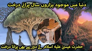 History about The Oldest Trees in the World. Sacred Trees. Urdu/Hindi