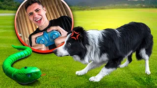 TROLEI MEU CACHORRO COM UMA COBRA DE CONTROLE REMOTO! | O MUNDO DE SIMBA #20