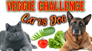 🤣CAT vs DOG!!! Veggie Challenge - Cucumber Tomato Lettuce | British Shorthair OR German Shepherd?