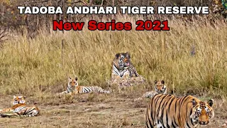 Tadoba Andhari Tiger Reserve || New Series 2021 || Shirkheda Buffer Zone || Episode 1