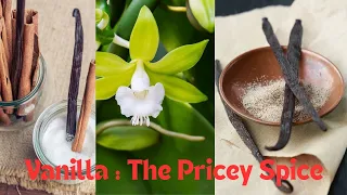 Vanilla : The Pricey Spice