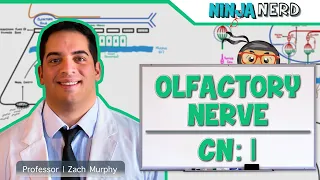 Neurology | Olfactory Nerve: Cranial Nerve I