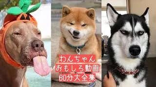 2021 絶対笑える！犬、動物の面白い＆可愛い動画総集編 60分大全集