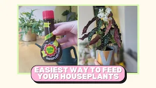 How to feed your plants using Baby Bio houseplant food | Sharn's House