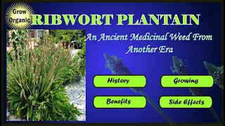 Ribwort Plantain Weed - What you should know before consuming this weed