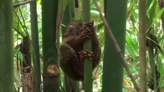 World's Smallest Primates