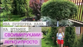 КАК СФОРМИРОВАТЬ ИВУ НА ШТАМБЕ? Salix Purpurea Nana