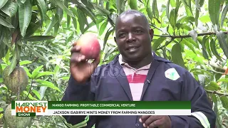 Mango farming: profitable commercial venture