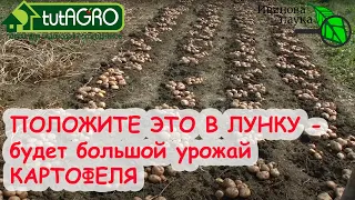 ПРИГОТОВЬТЕСЬ К БОЛЬШОМУ УРОЖАЮ! Что положить в лунку при посадке картофеля?