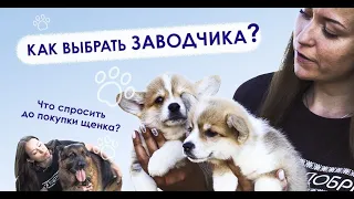 Как выбрать хорошего заводчика | Что нужно спросить до покупки щенка?