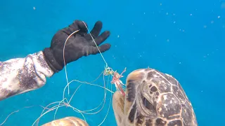 HUGE SEA TURTLE RESCUE!  (Green Sea Turtle entangled in fishing line)