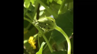 The ants are farming aphids on my cucumbers!