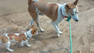 My Dog playing with a cute puppy