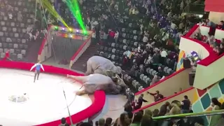Драка слонов во время выступления в Казанском цирке