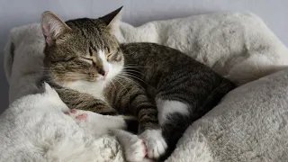 Cat Loves His Soft Fur Blanket