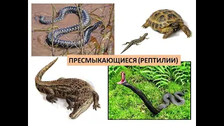Пресмыкающиеся (рептилии): крокодил, черепаха, змея, ящерица, динозавры