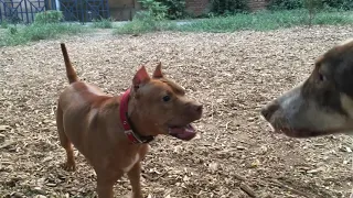 პიტბული დორო vs ქუჩის ძაღლი.Pitbull Doro vs Street Dog.питбуль vs дворняга.