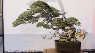 Bonsai trees have always been a source of great fascination part 15