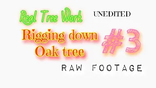 (raw) #3 That one oak removal I lost my cool with groundies but it wasn't their fault.