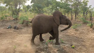 Orphaned Elephant Wamwayi's Playful Antics